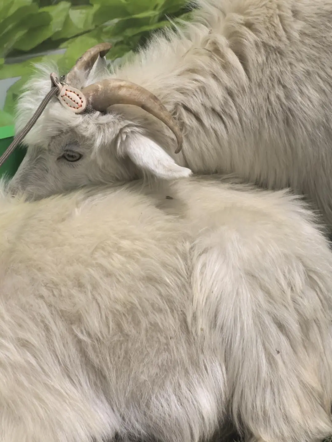 今天干点啥？第七届中阿博览会体验报告