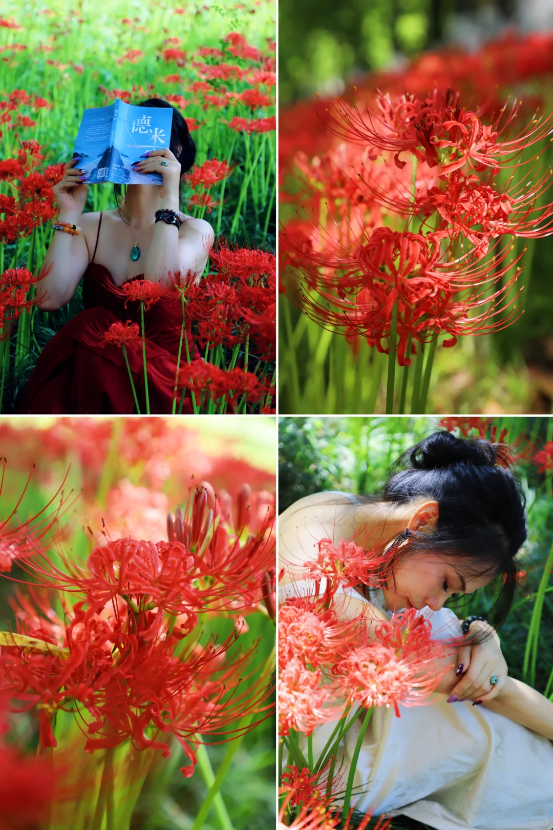 悦来会展公园 | 彼岸花