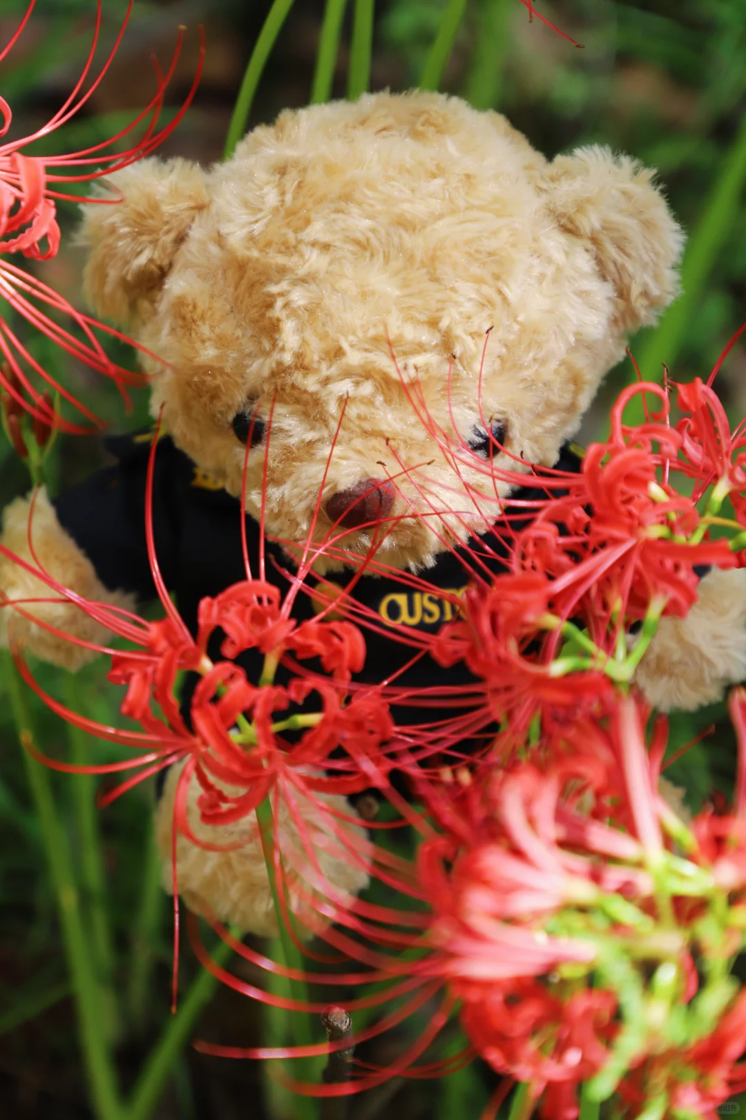 悦来会展公园 | 彼岸花