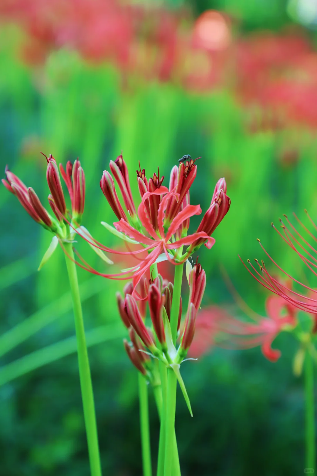 悦来会展公园 | 彼岸花