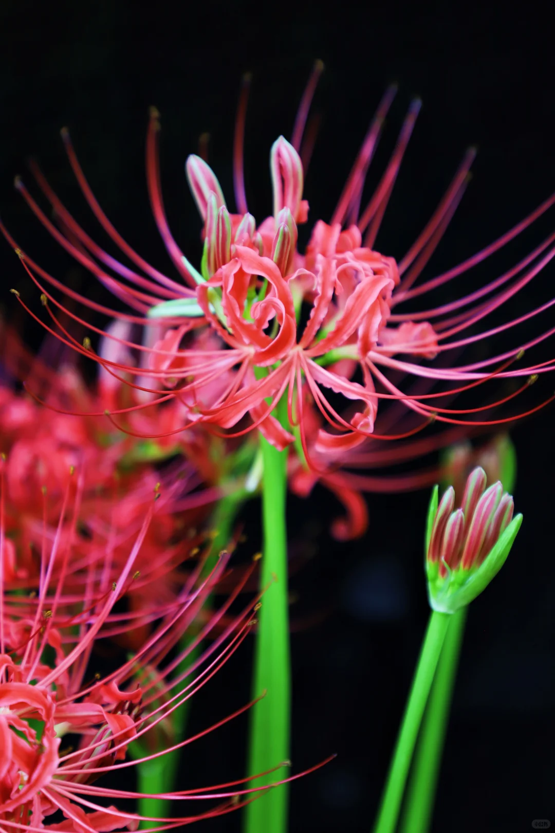 悦来会展公园 | 彼岸花