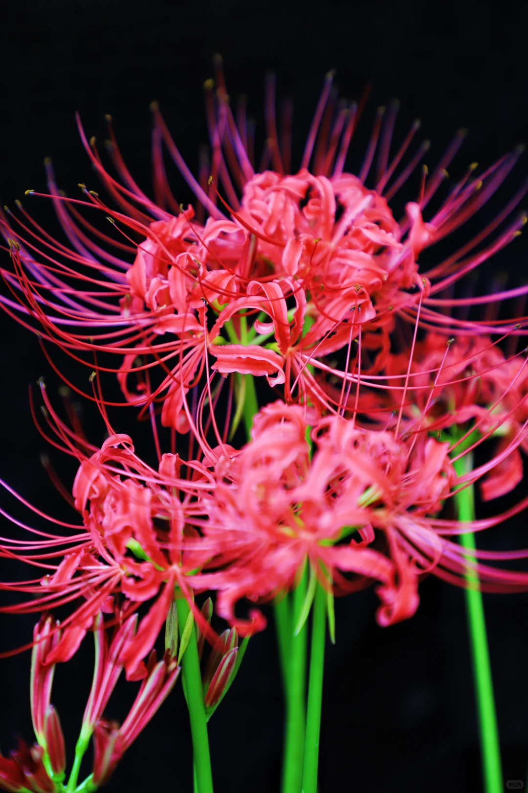 悦来会展公园 | 彼岸花