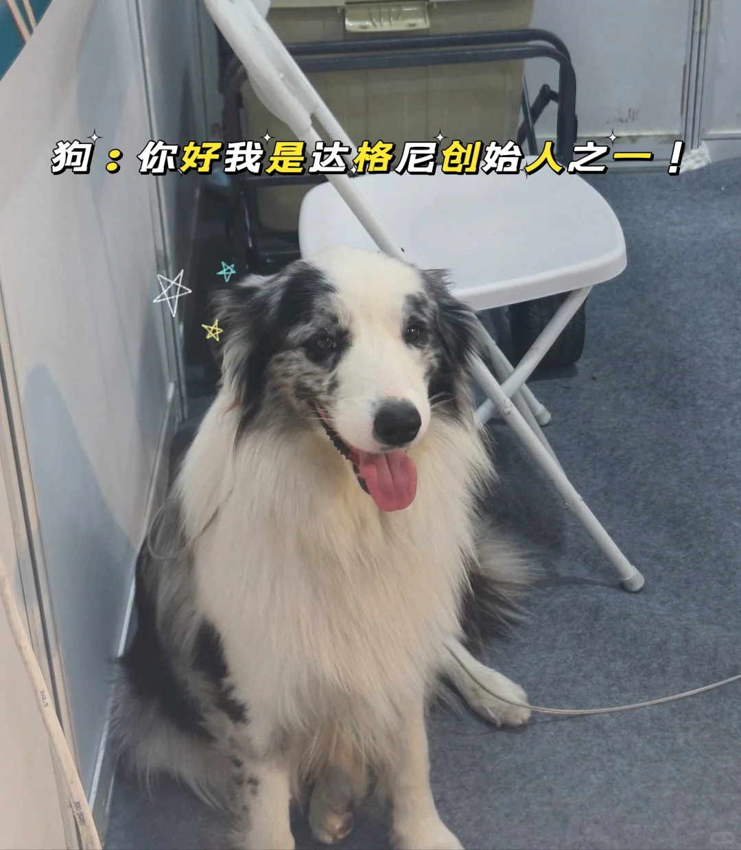 内蒙古国际会展中心宠物展一日游