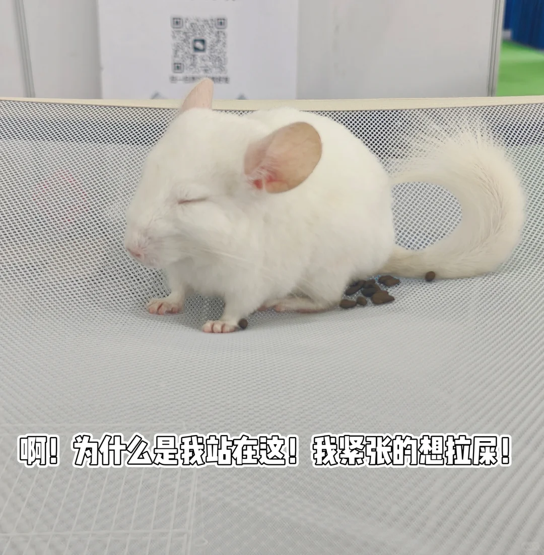 内蒙古国际会展中心宠物展一日游