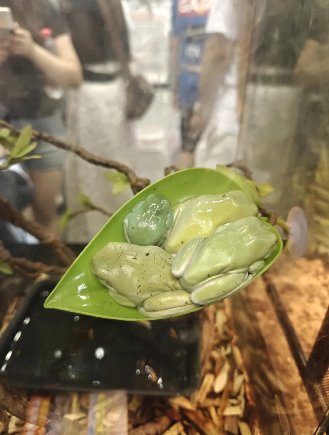 新疆国际会展中心宠物展