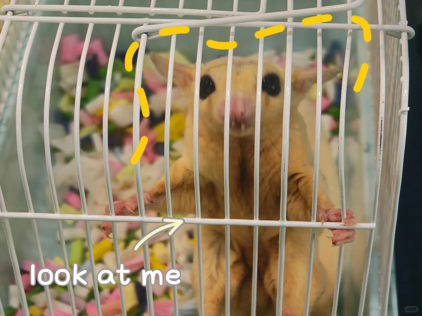 内蒙古国际会展中心宠物展一日游