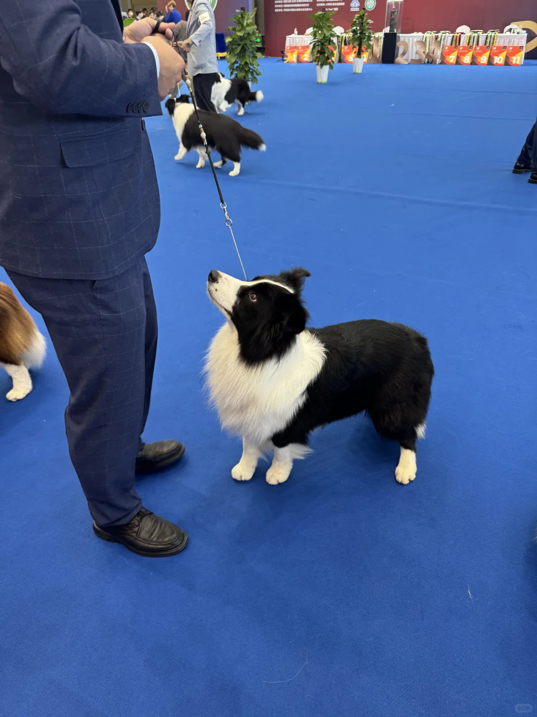 刚逛完郑州会展中心中原宠物展?