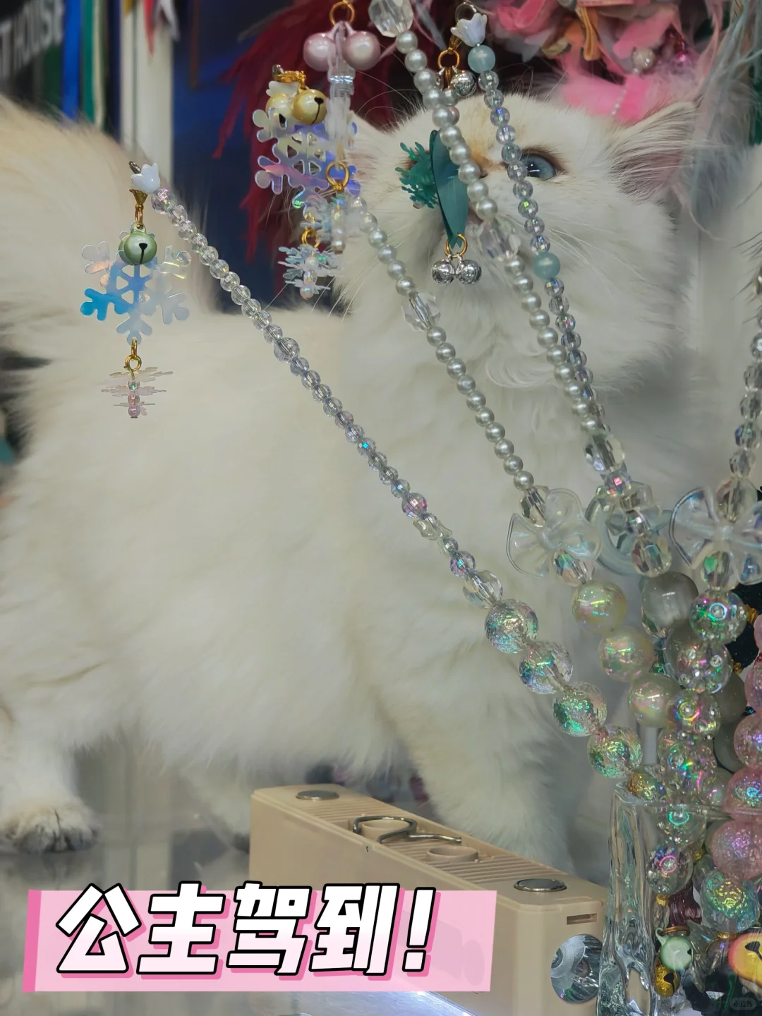 内蒙古国际会展中心宠物展一日游