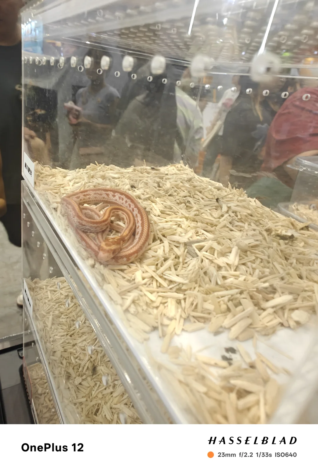 新疆国际会展中心宠物展