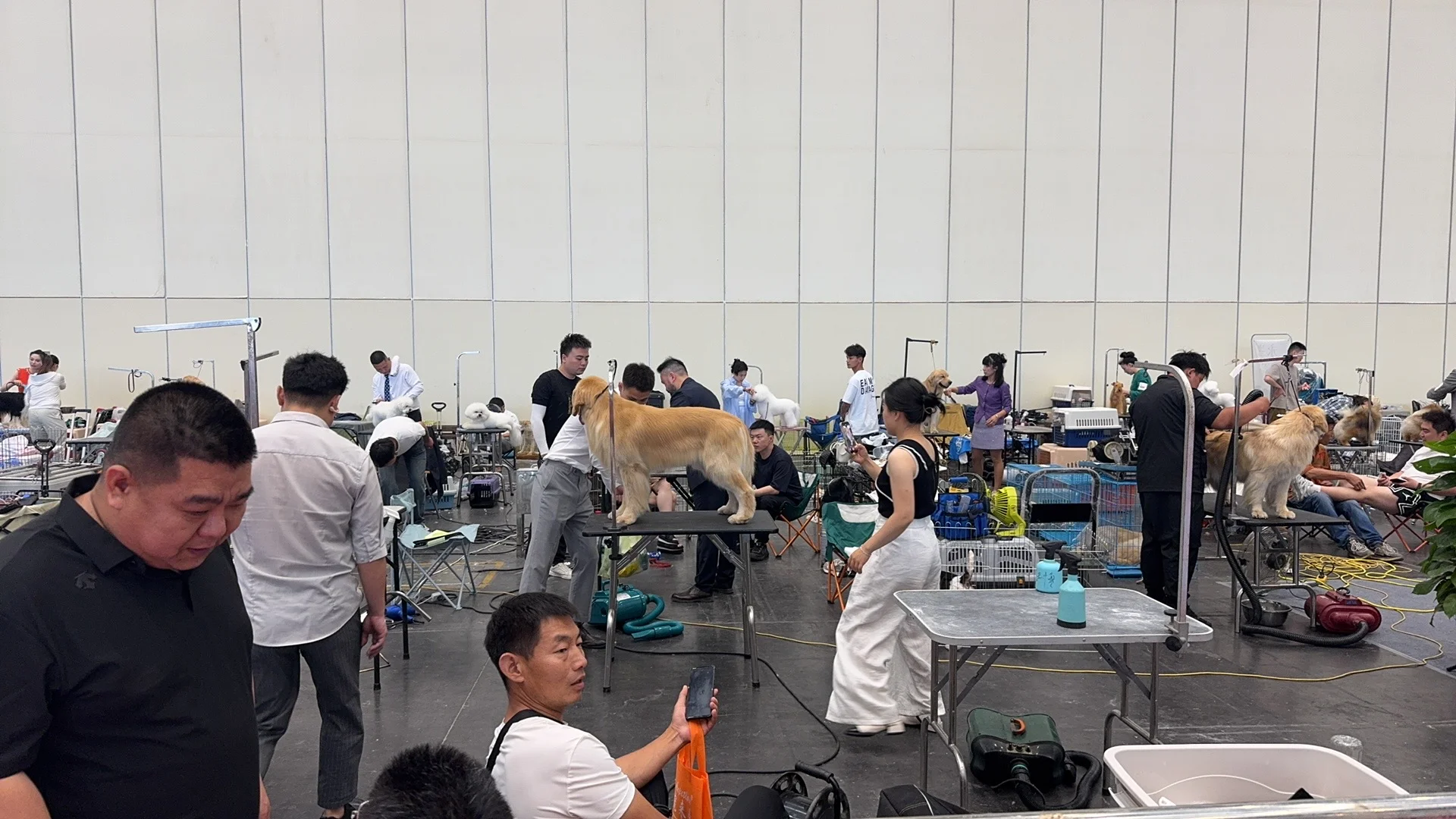 刚逛完郑州会展中心中原宠物展?