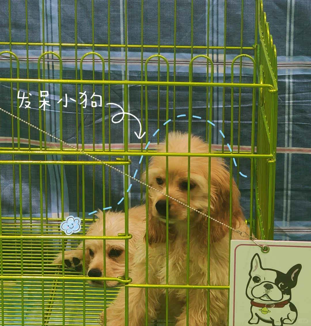 内蒙古国际会展中心宠物展一日游