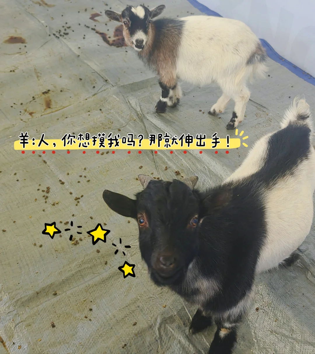 内蒙古国际会展中心宠物展一日游