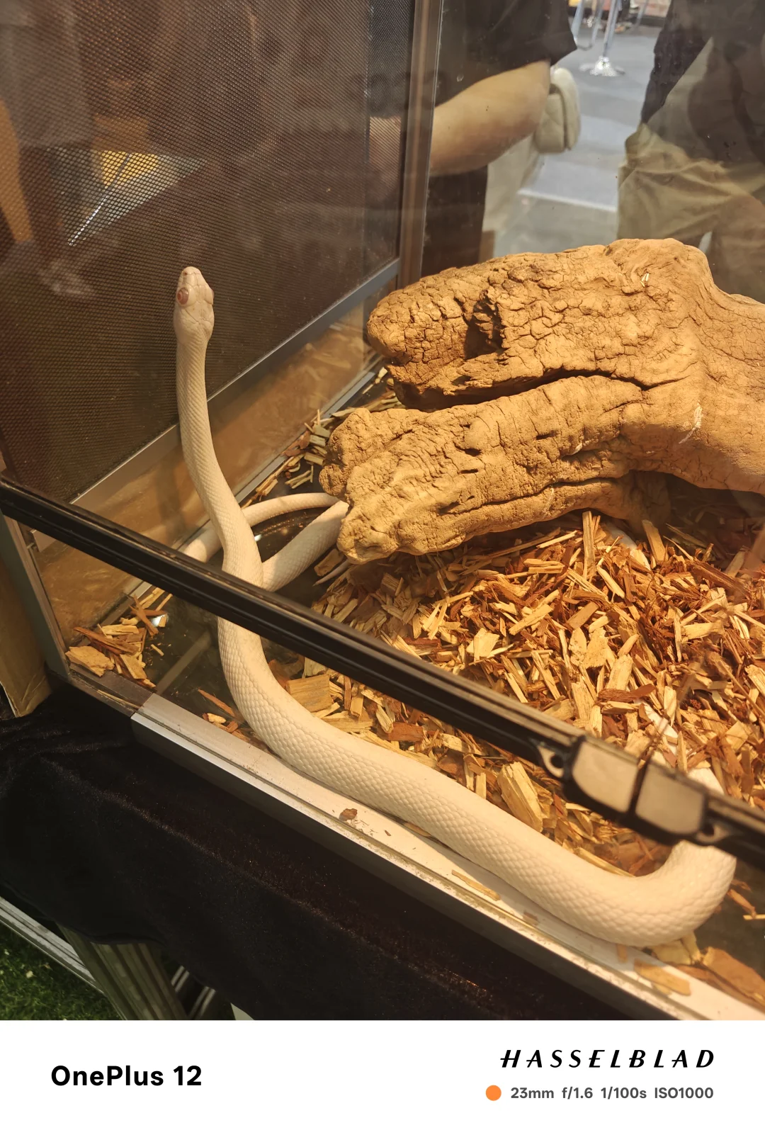 新疆国际会展中心宠物展