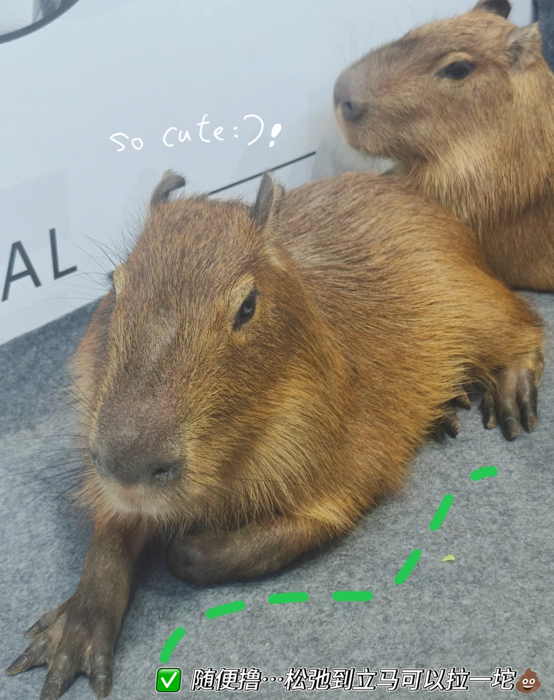 内蒙古国际会展中心宠物展一日游