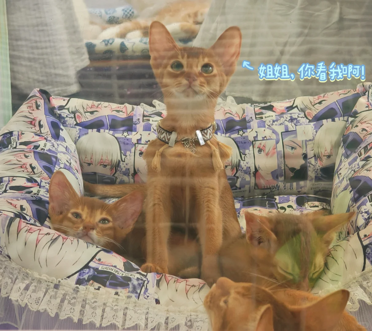 内蒙古国际会展中心宠物展一日游