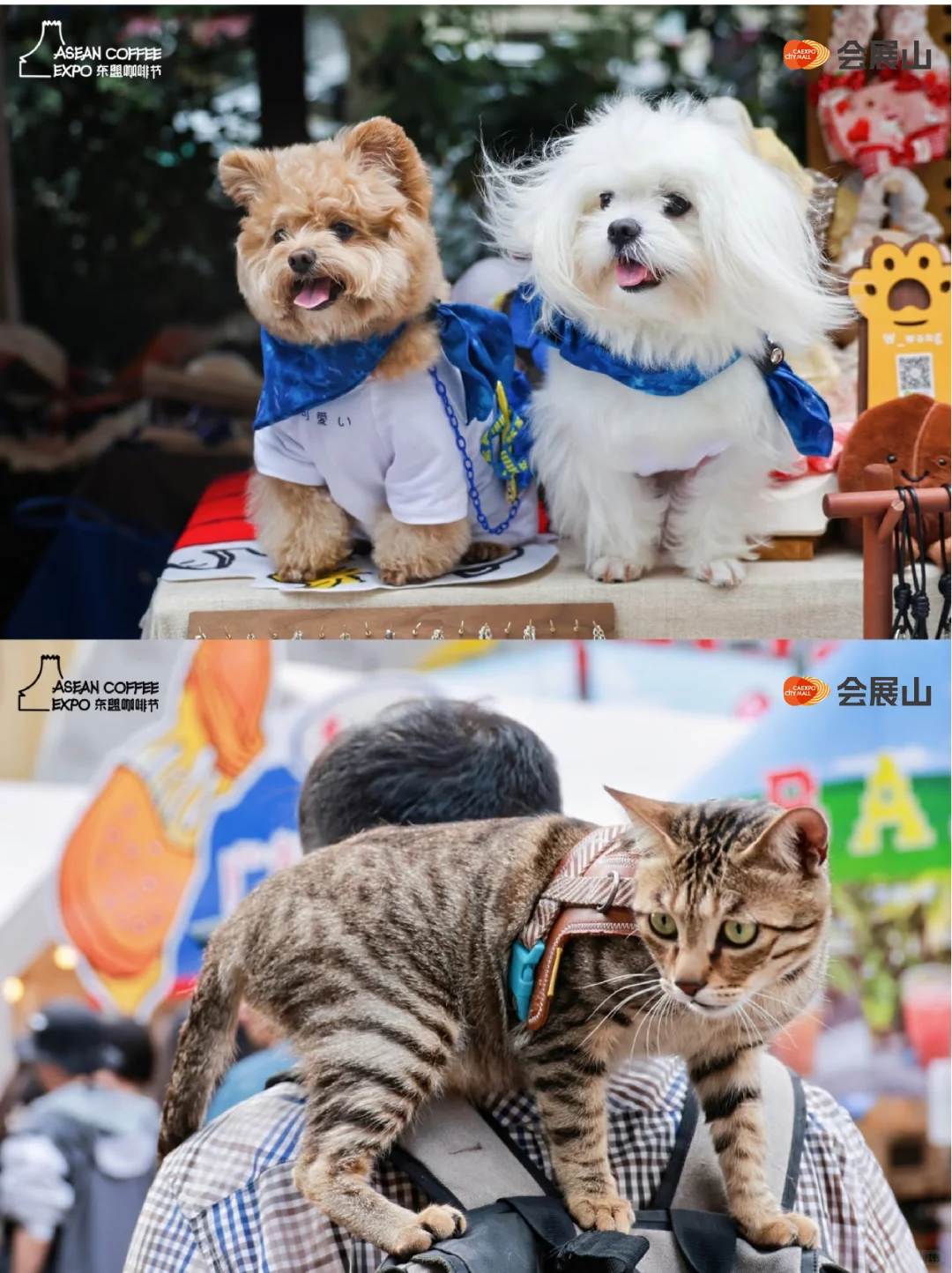 招商启动｜东盟咖啡节，上山喝咖啡!