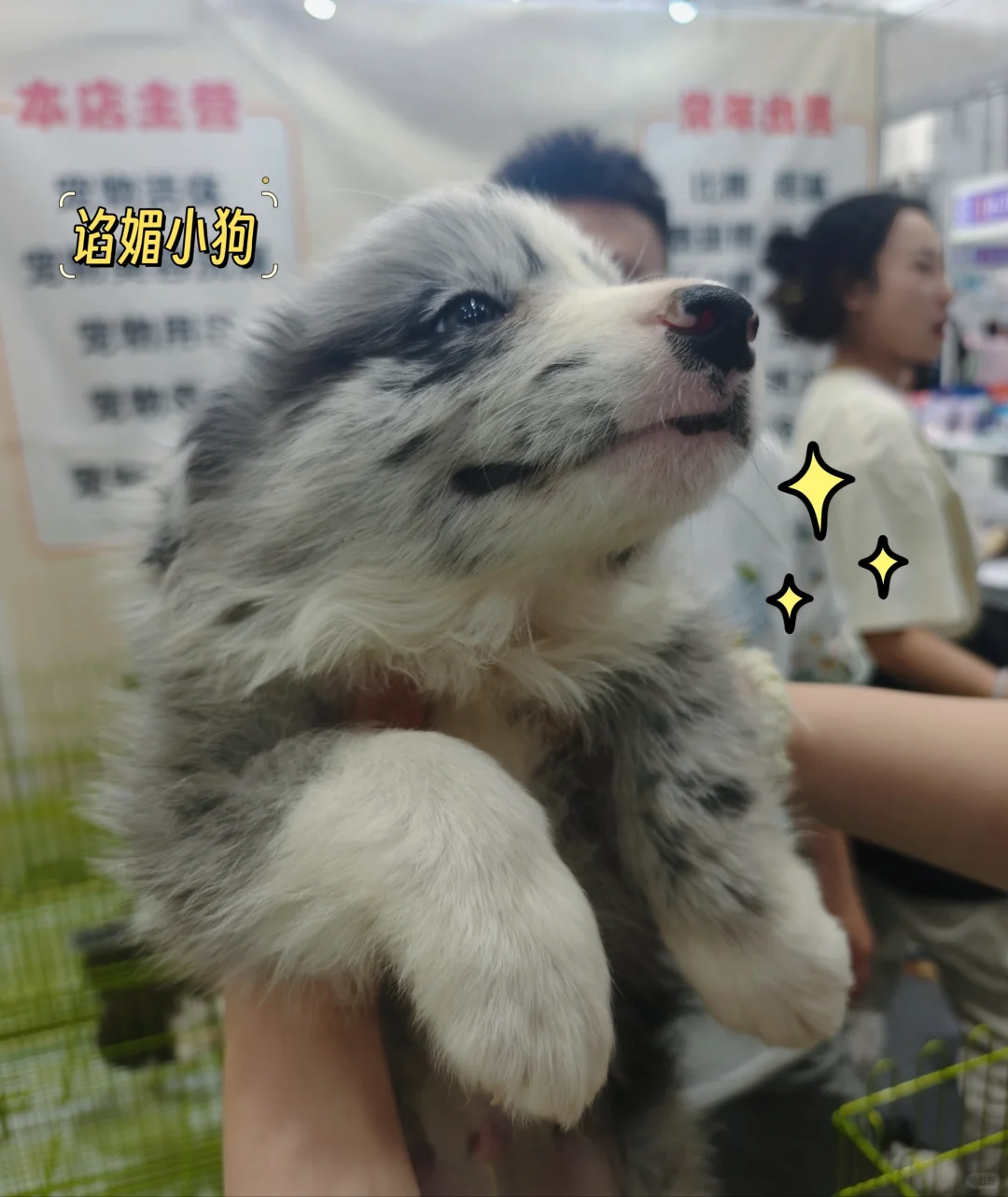 内蒙古国际会展中心宠物展一日游