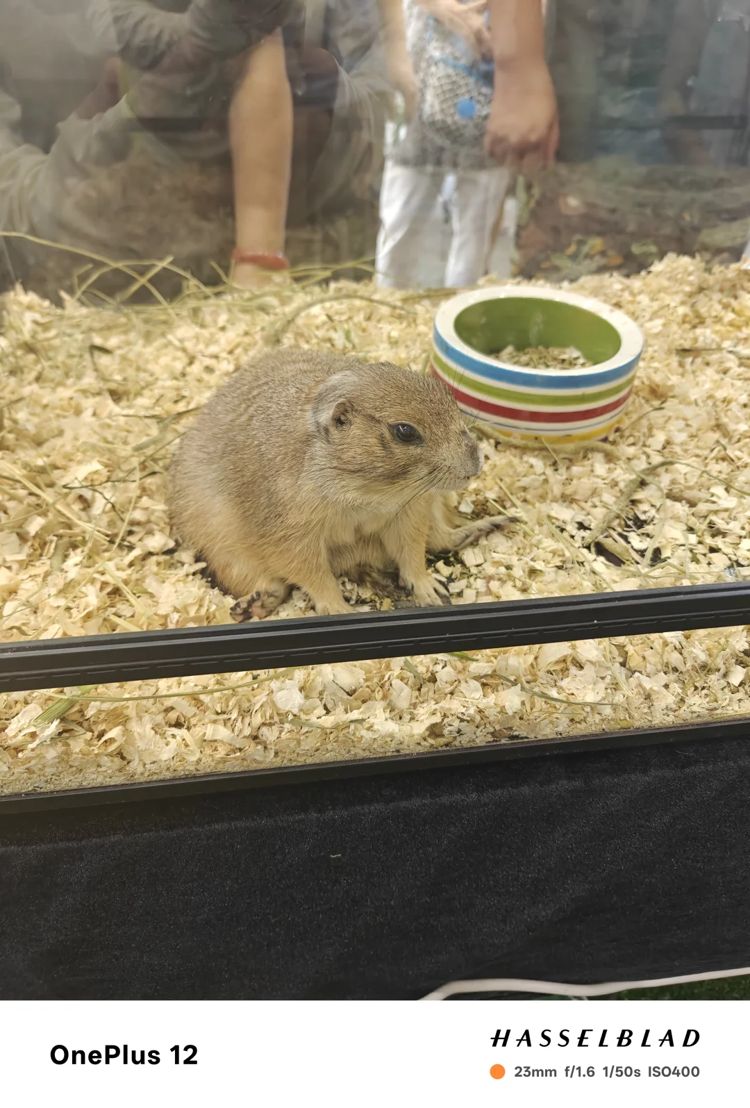 新疆国际会展中心宠物展