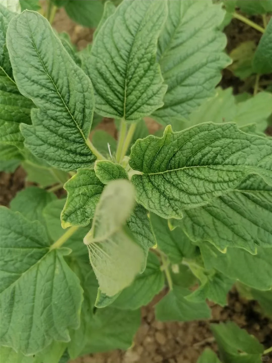 50岁的阿姨，这个状态还可以嘛