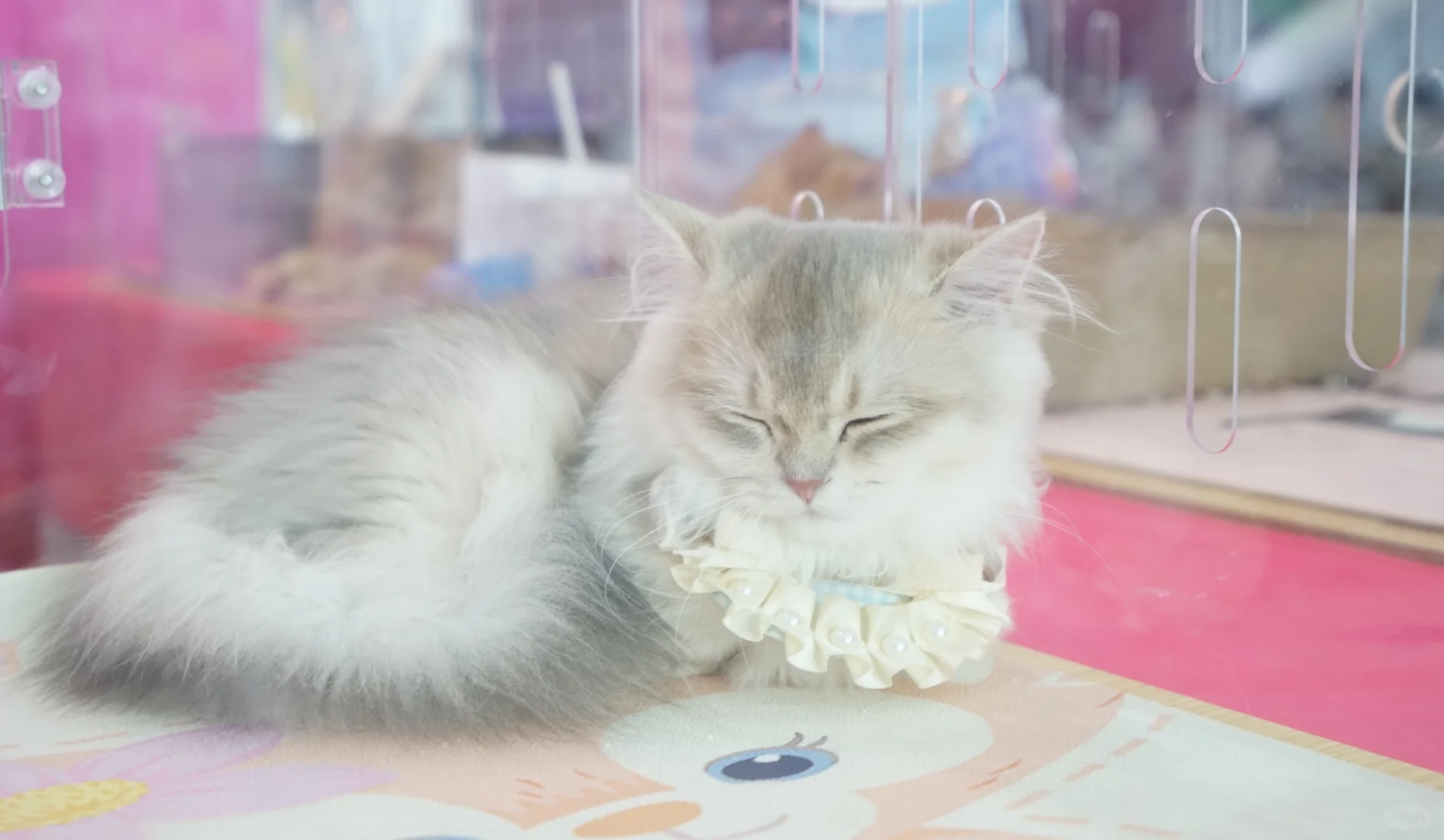 ?宠物爱好者集合！免费门票逛神仙展