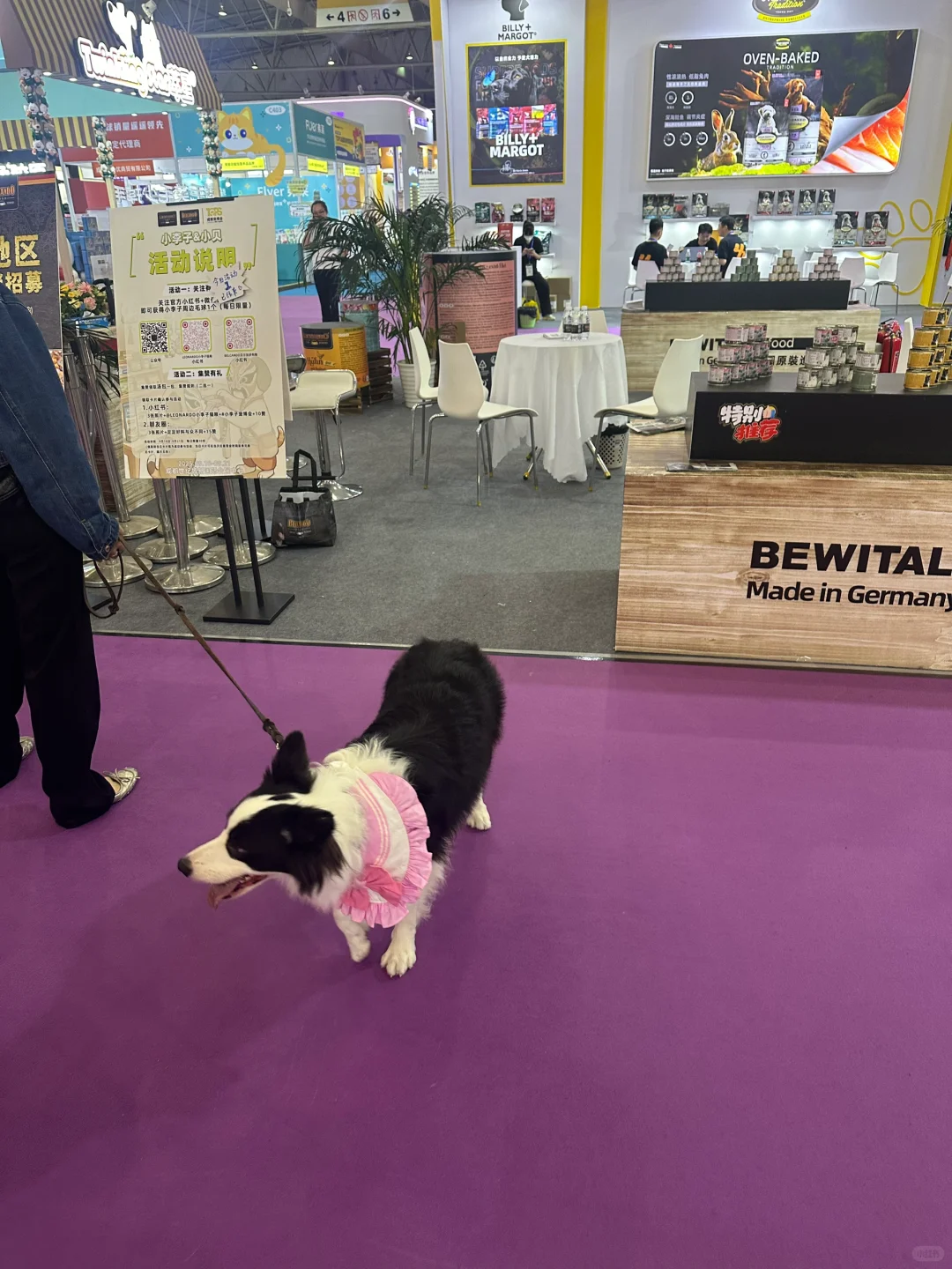 这才是宠物展应该有的样子