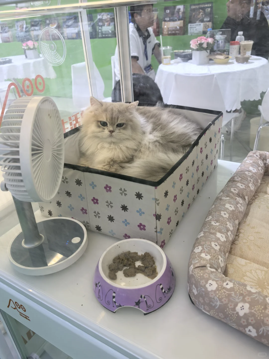 亚宠展8.22普通观众