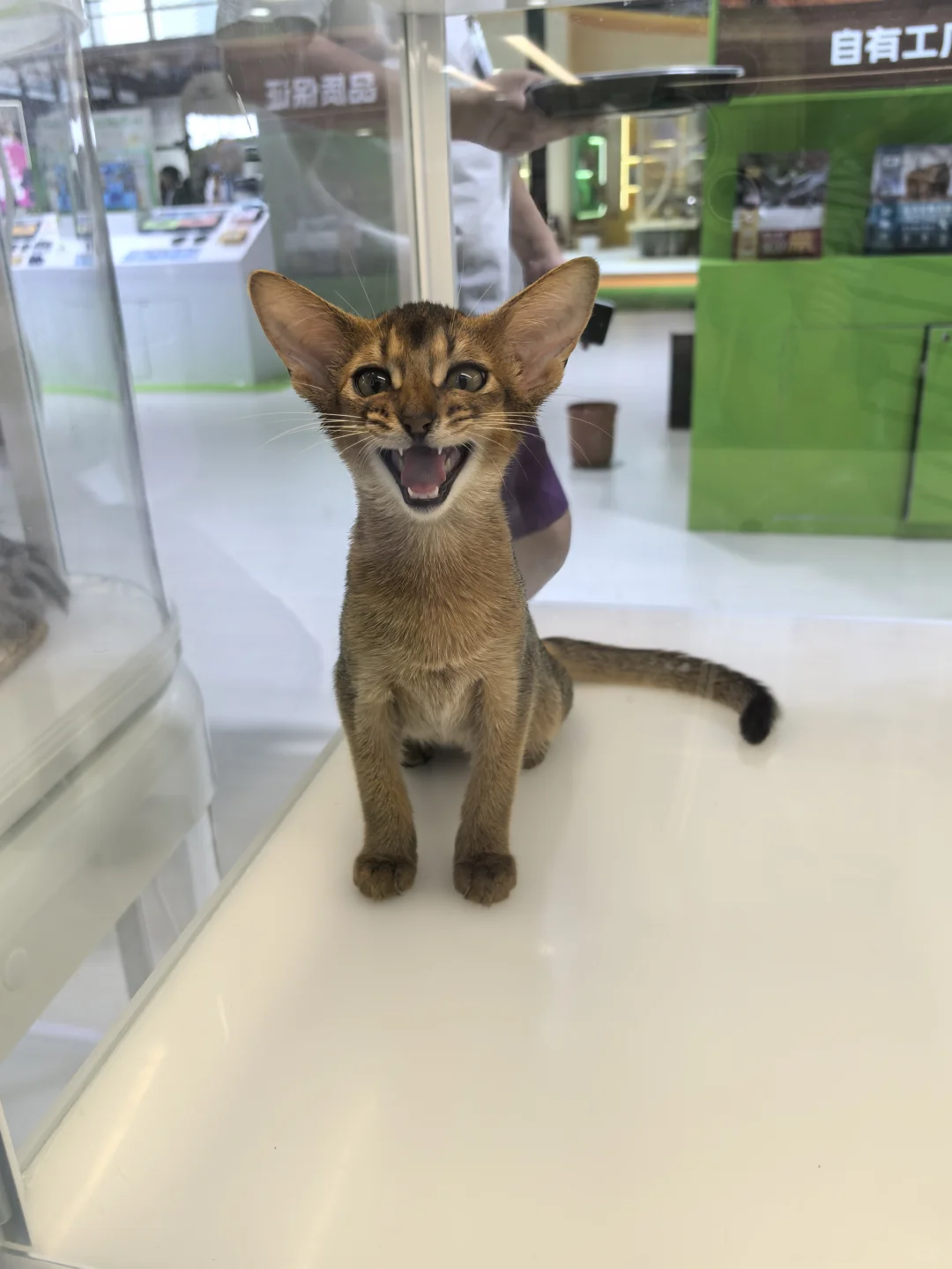 亚宠展8.22普通观众