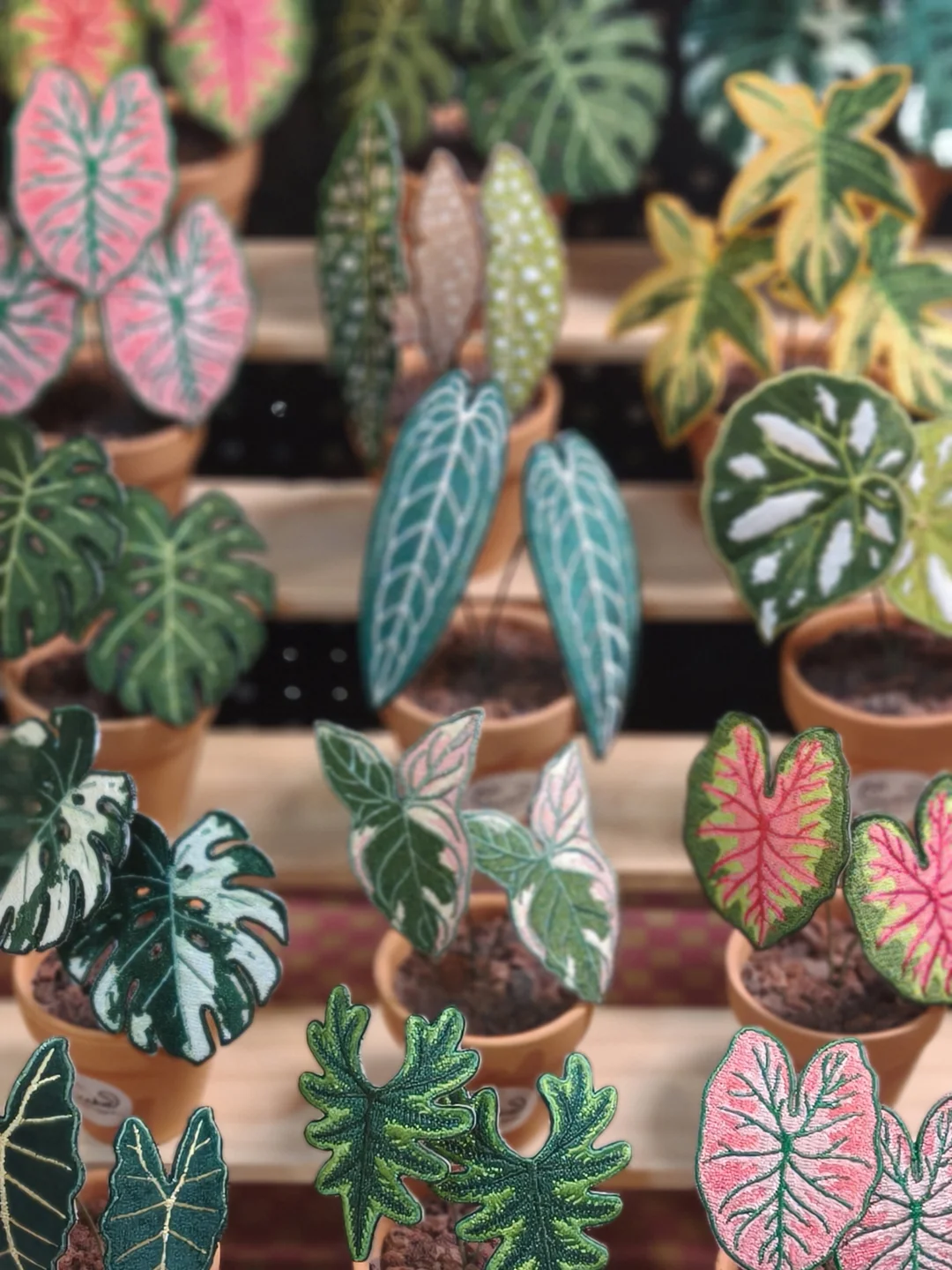 最新展会【新桥市集】