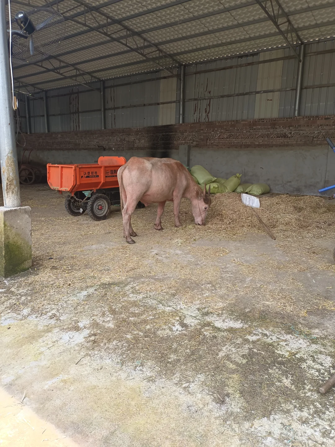 想念在学校的日子