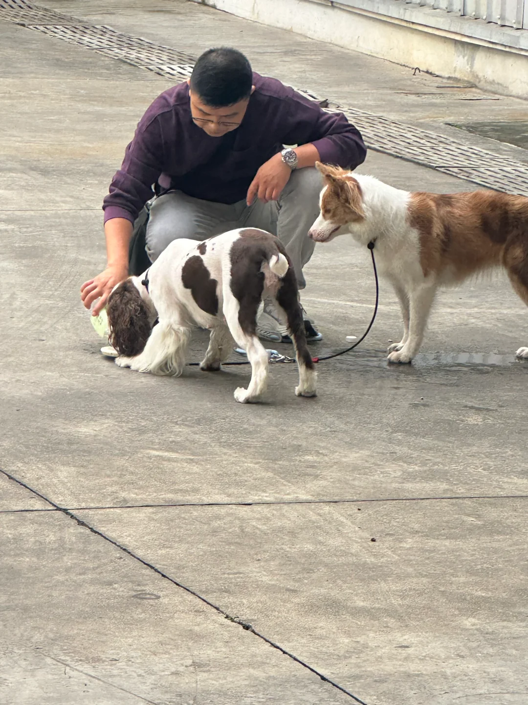 这才是宠物展应该有的样子