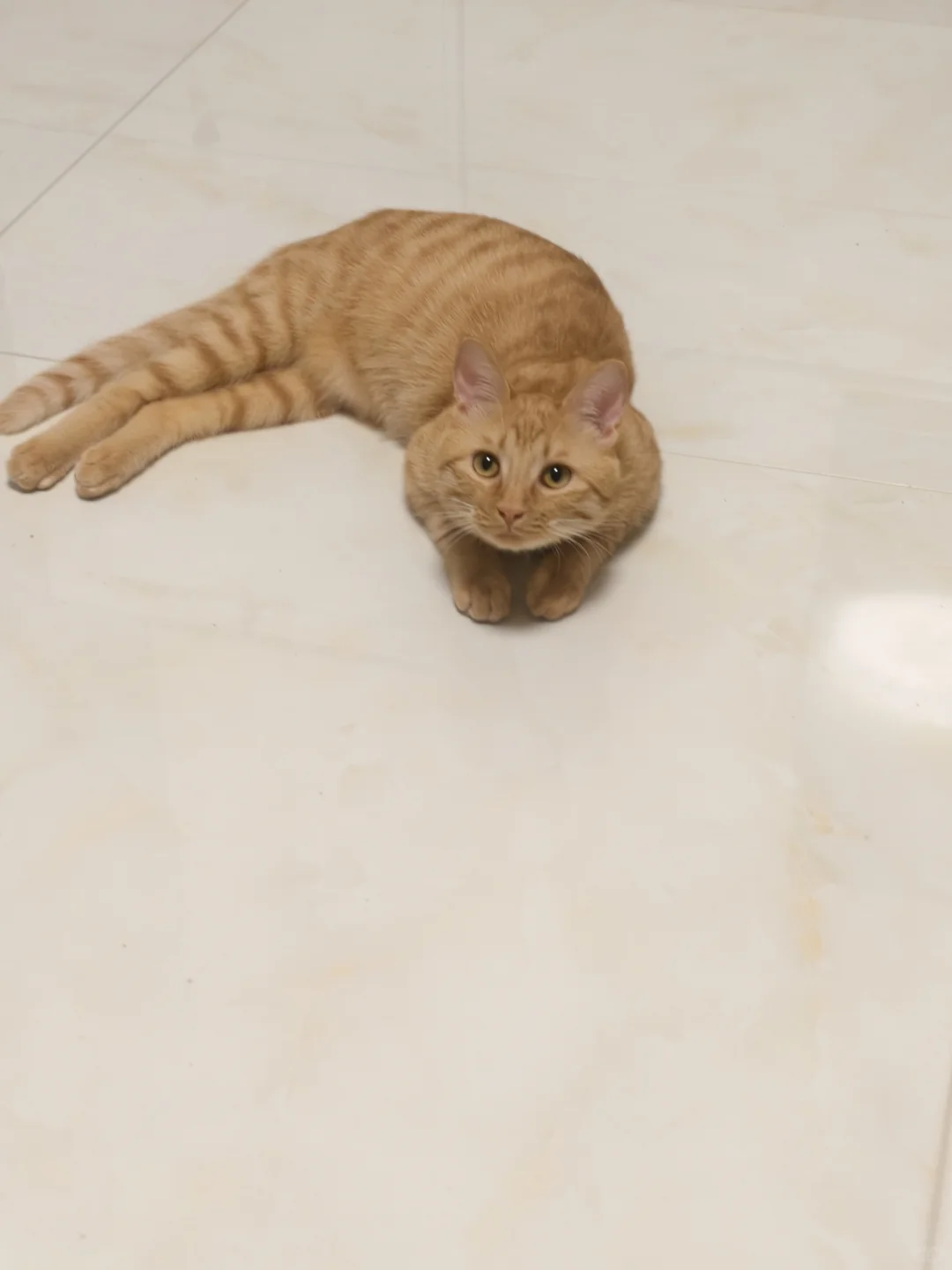 修炼厨艺|工作日晚餐