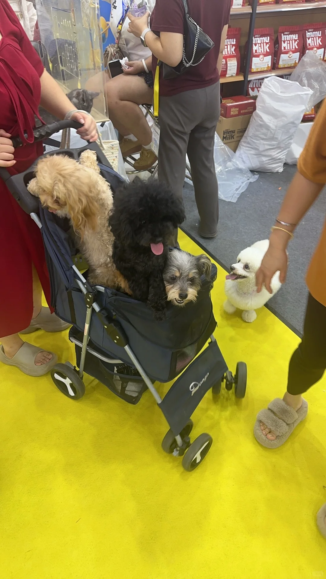 这才是宠物展应该有的样子