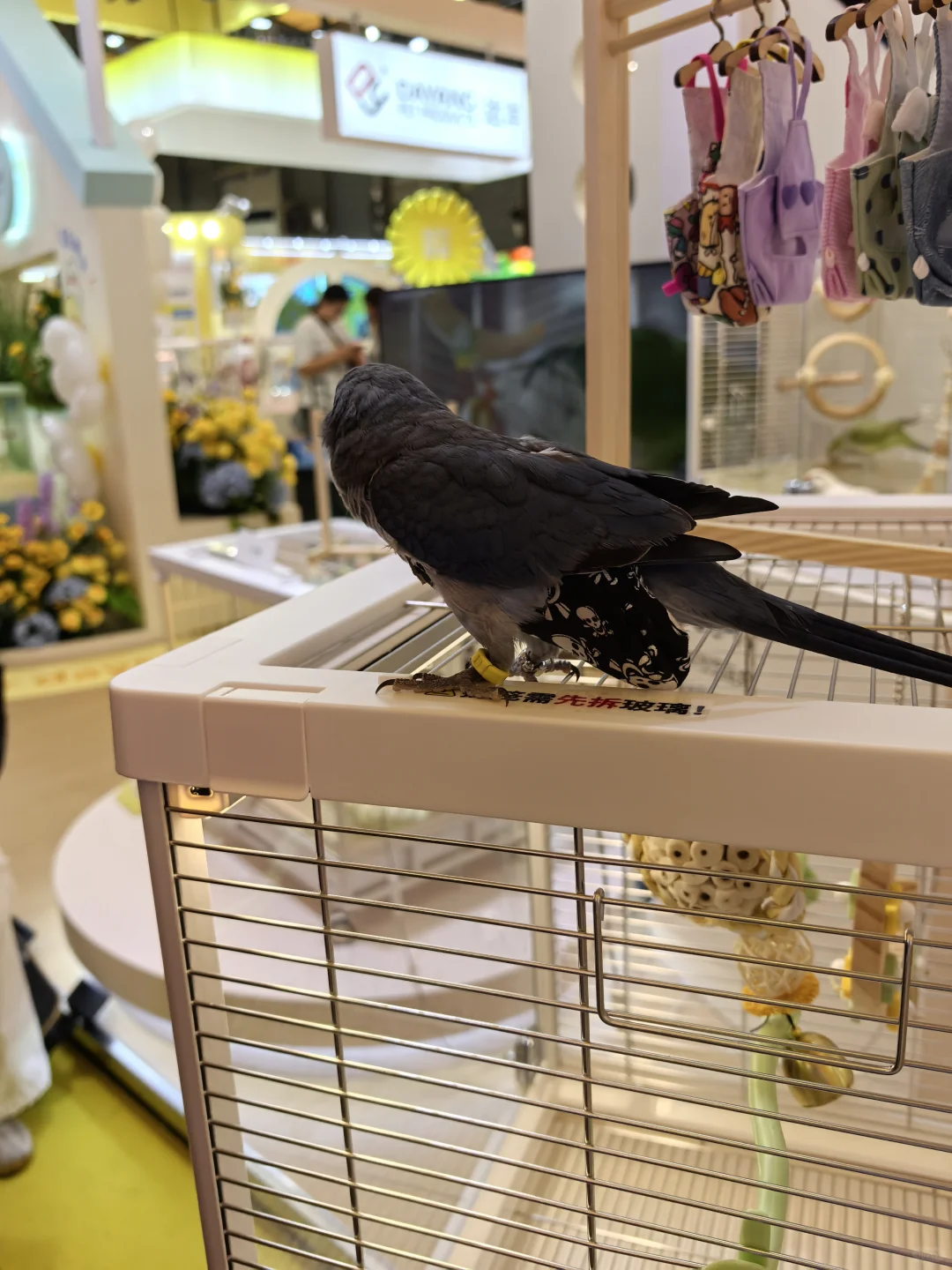 亚宠展8.22普通观众