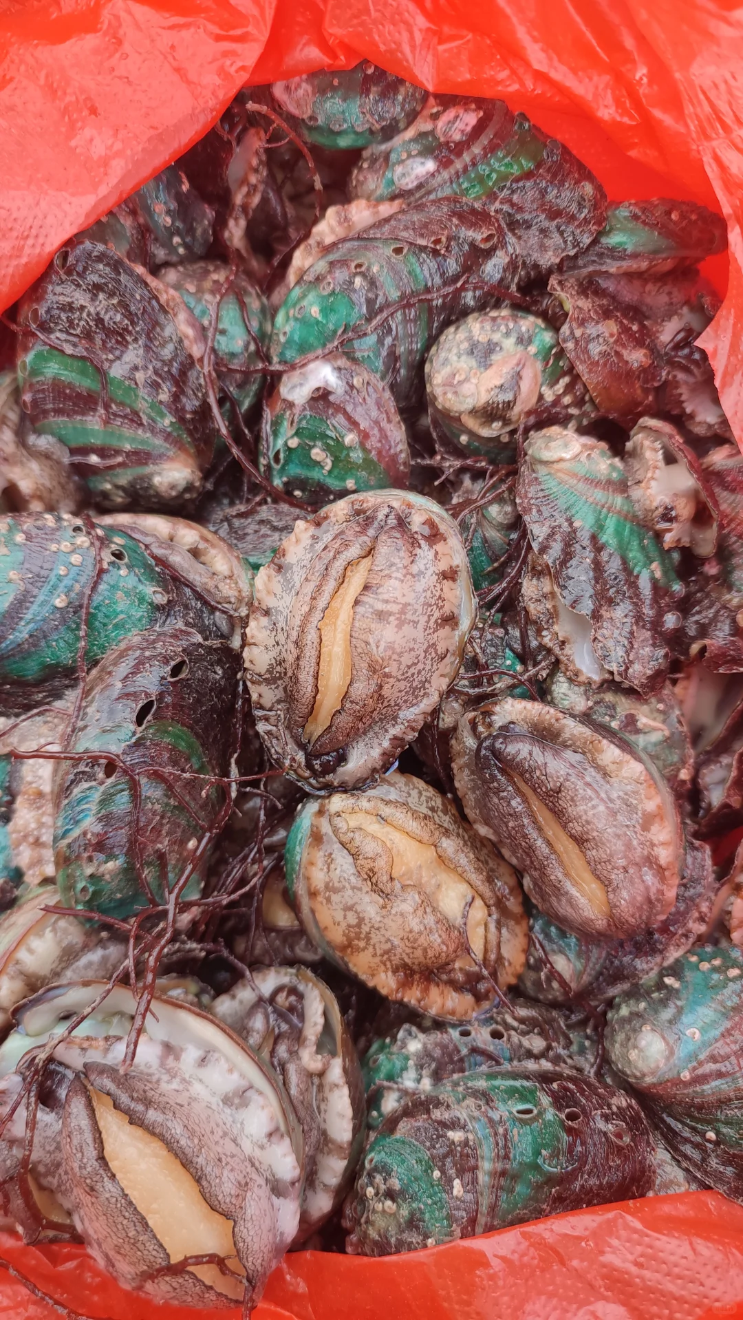 社区团购正式开团了！