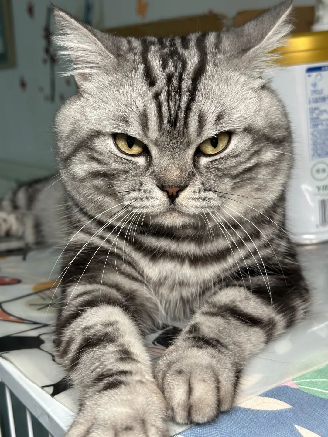 2025亚宠展保姆级攻略（参展5年经验）