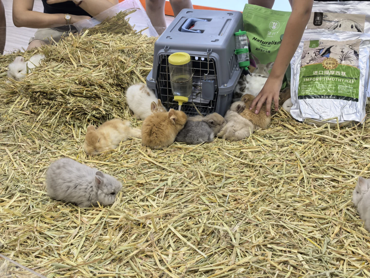 亚宠展8.22普通观众