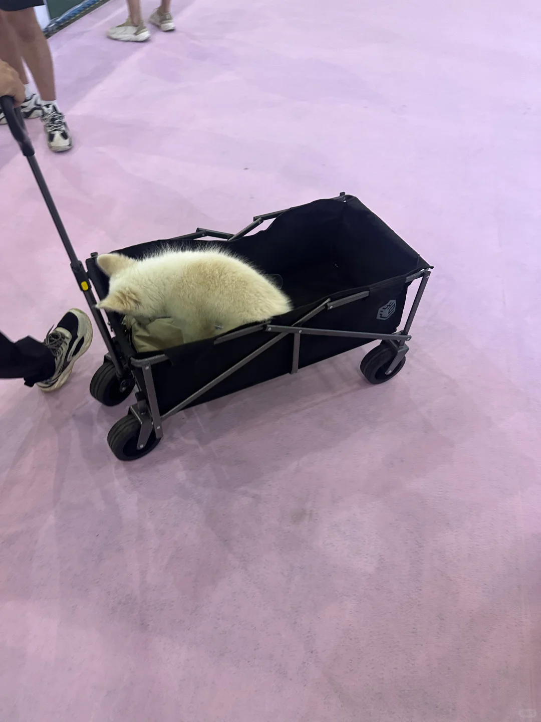 这才是宠物展应该有的样子