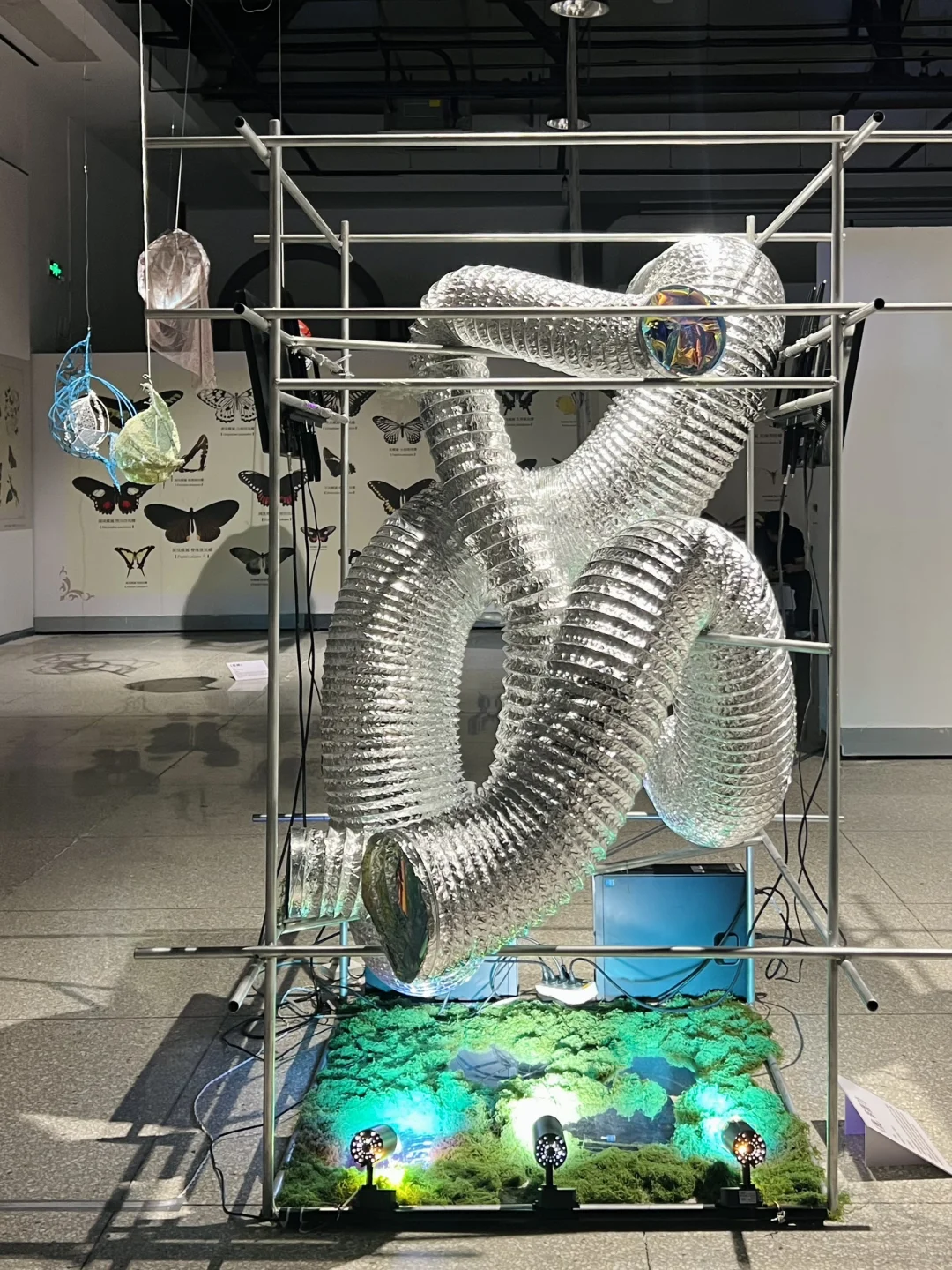 武汉新展！蓝色蝴蝶?美哭了！！