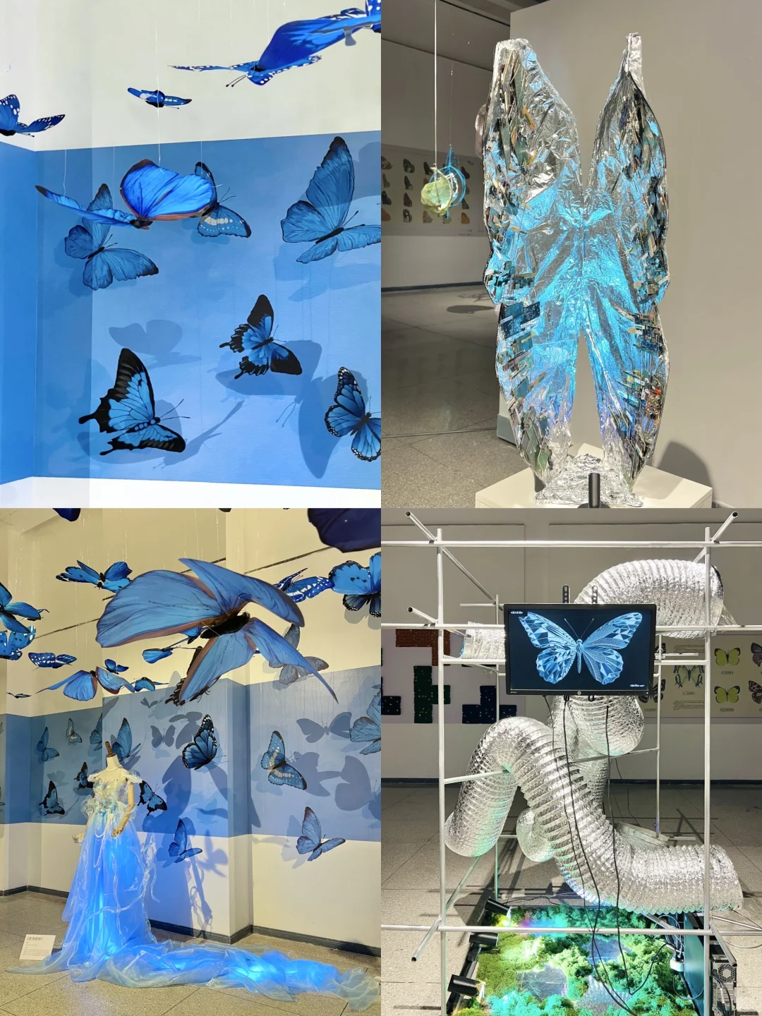 武汉新展！蓝色蝴蝶?美哭了！！
