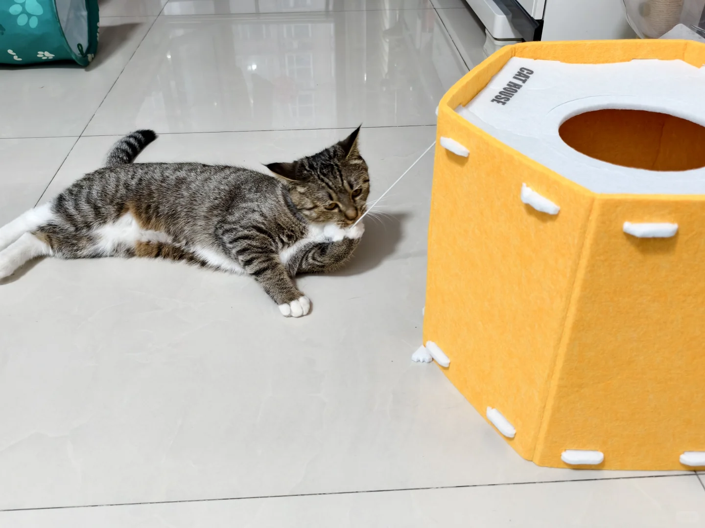 终于！石家庄也有宠物展了