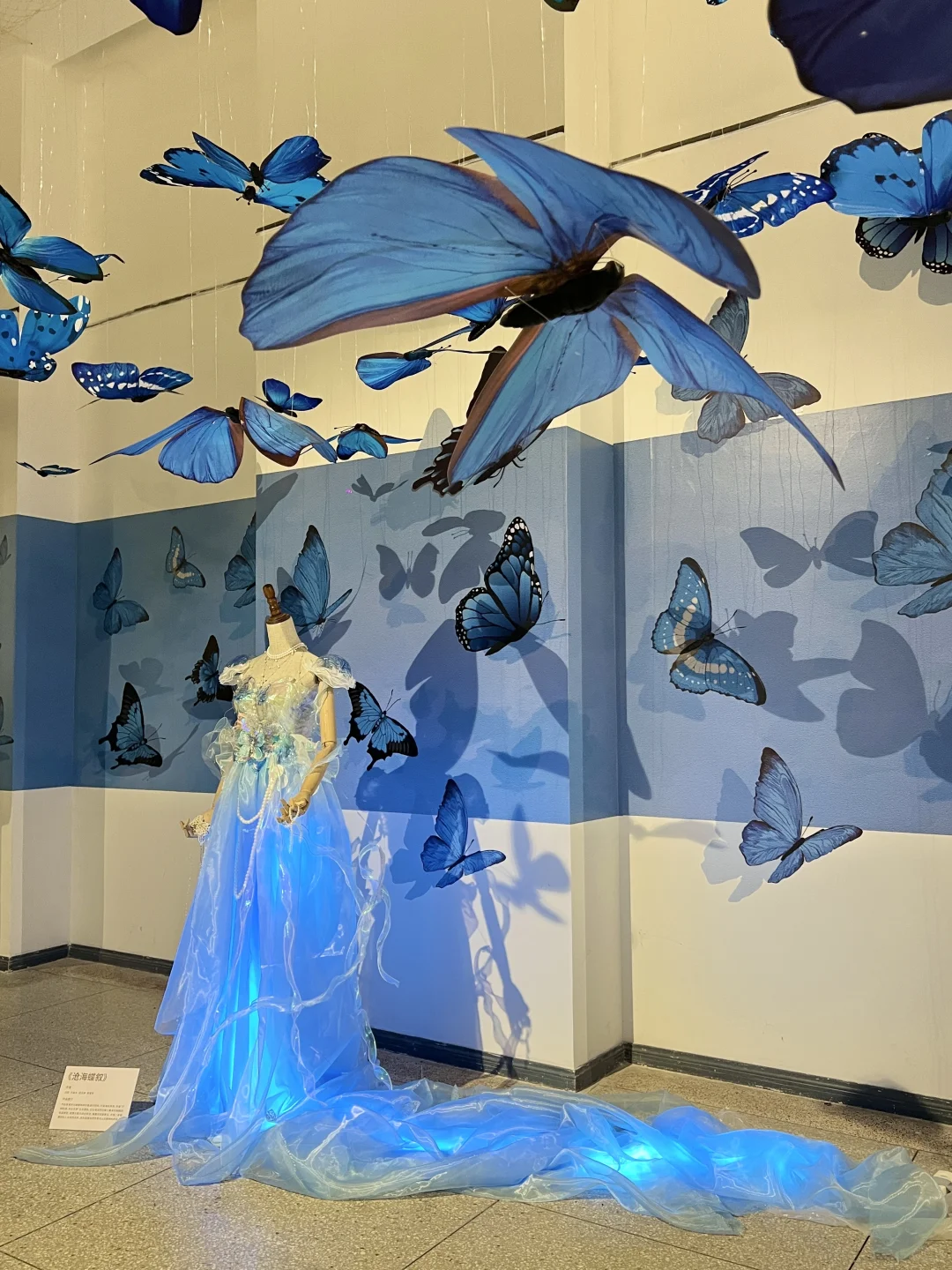 武汉新展！蓝色蝴蝶?美哭了！！