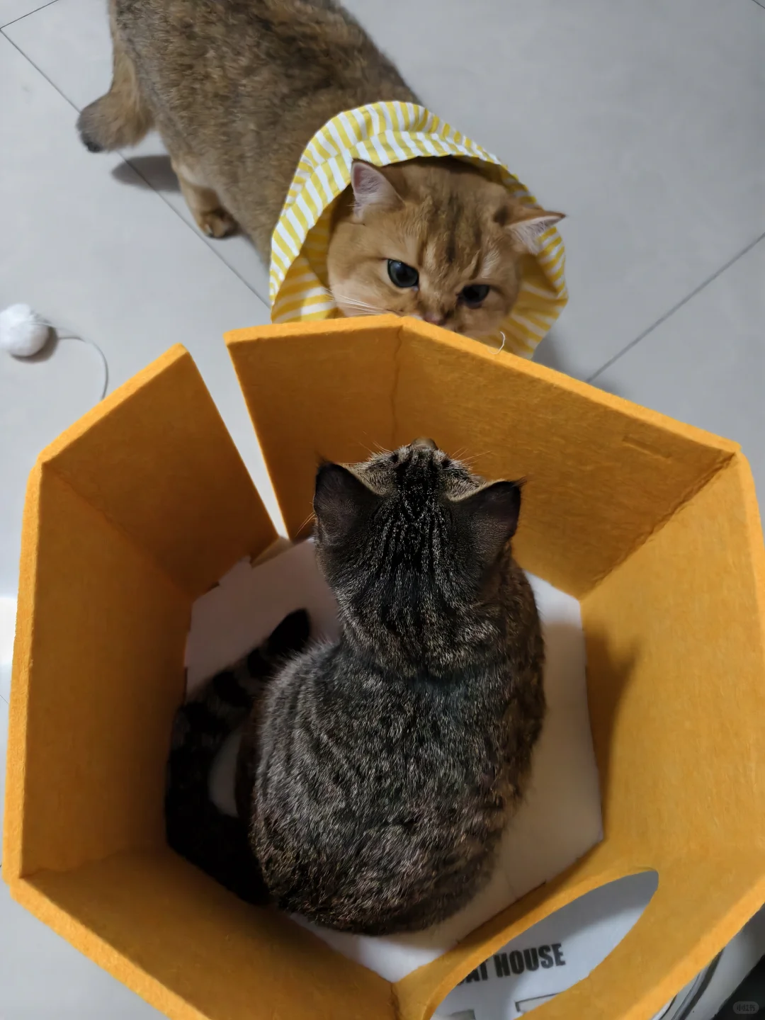 终于！石家庄也有宠物展了