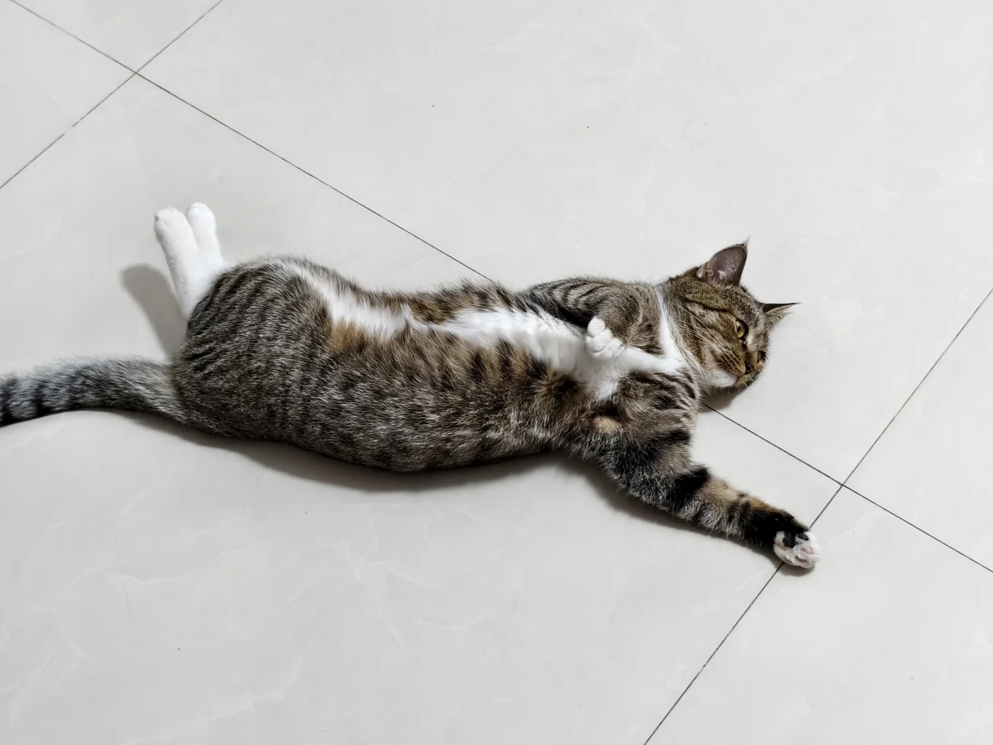 终于！石家庄也有宠物展了