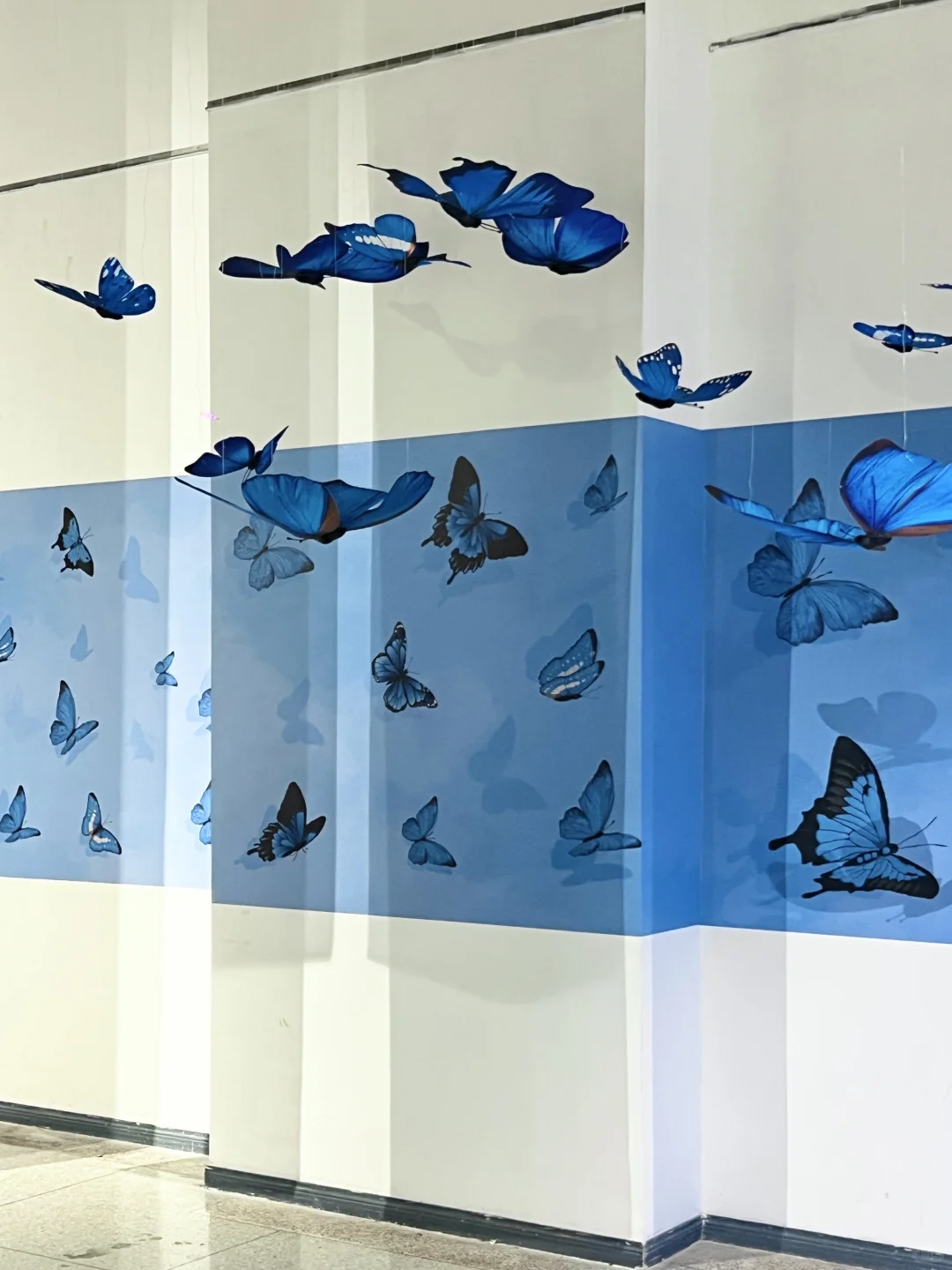 武汉新展！蓝色蝴蝶?美哭了！！