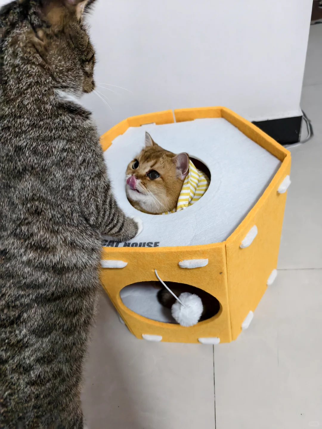 终于！石家庄也有宠物展了