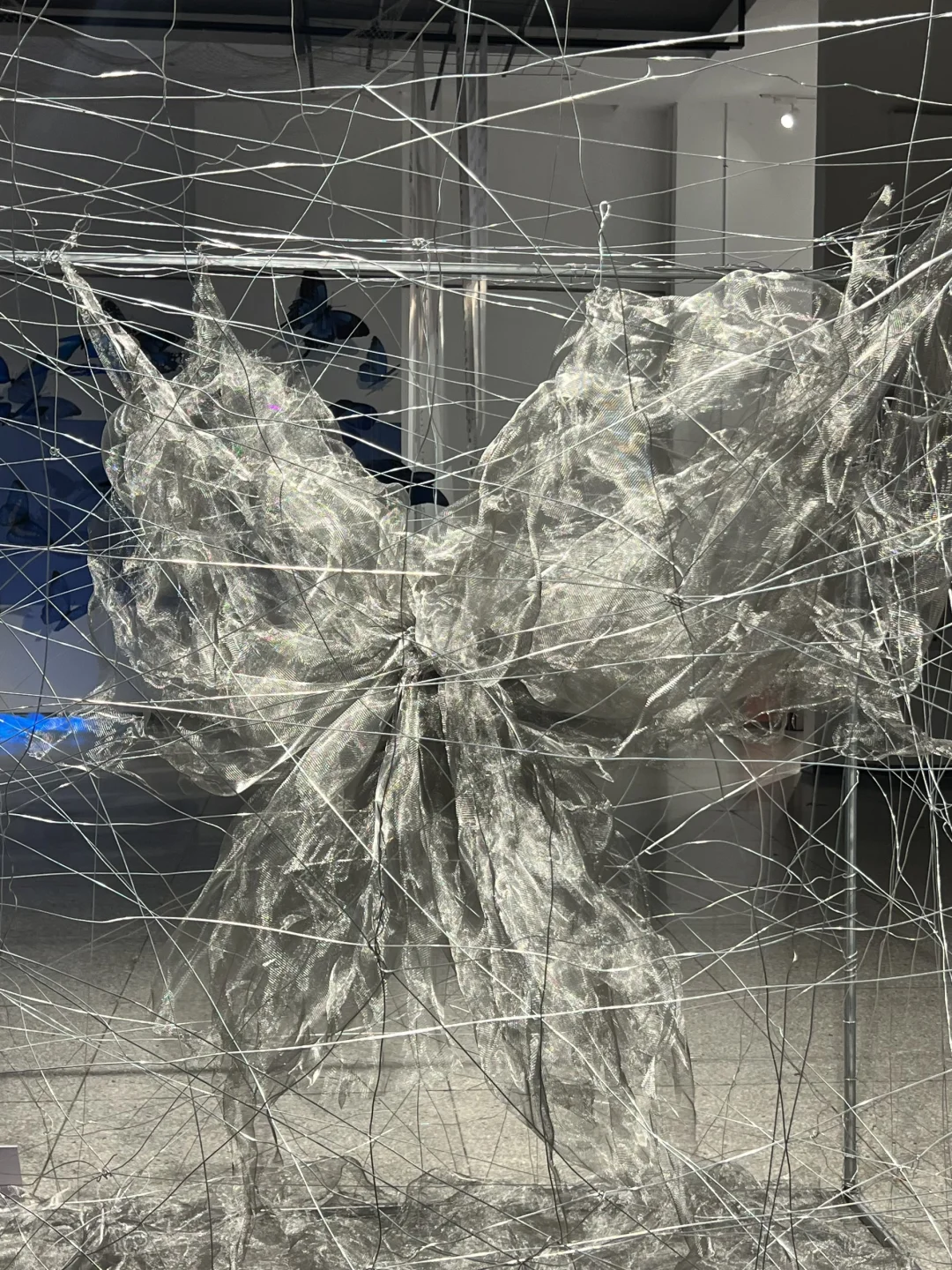 武汉新展！蓝色蝴蝶?美哭了！！