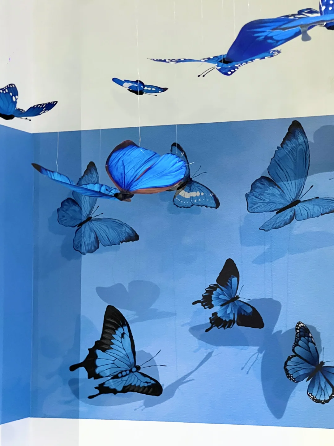 武汉新展！蓝色蝴蝶?美哭了！！