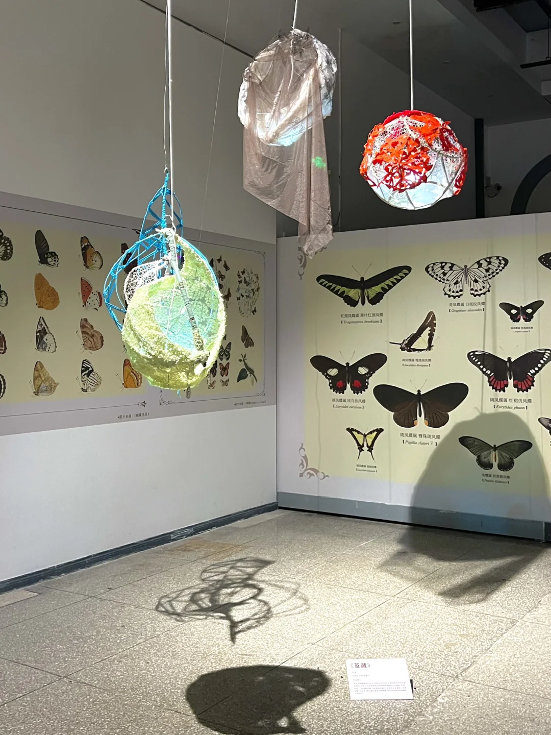 武汉新展！蓝色蝴蝶?美哭了！！