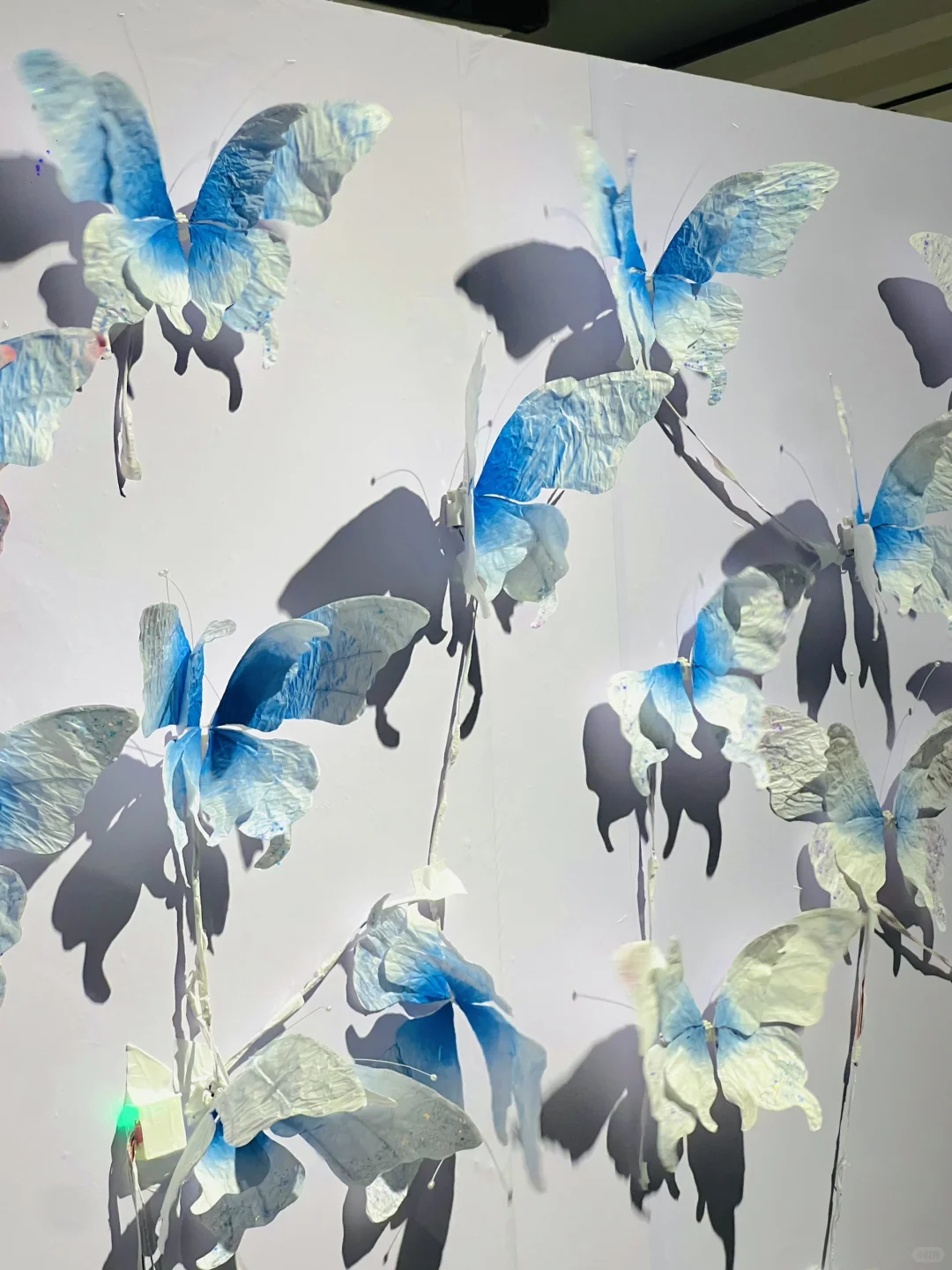 武汉新展！蓝色蝴蝶?美哭了！！