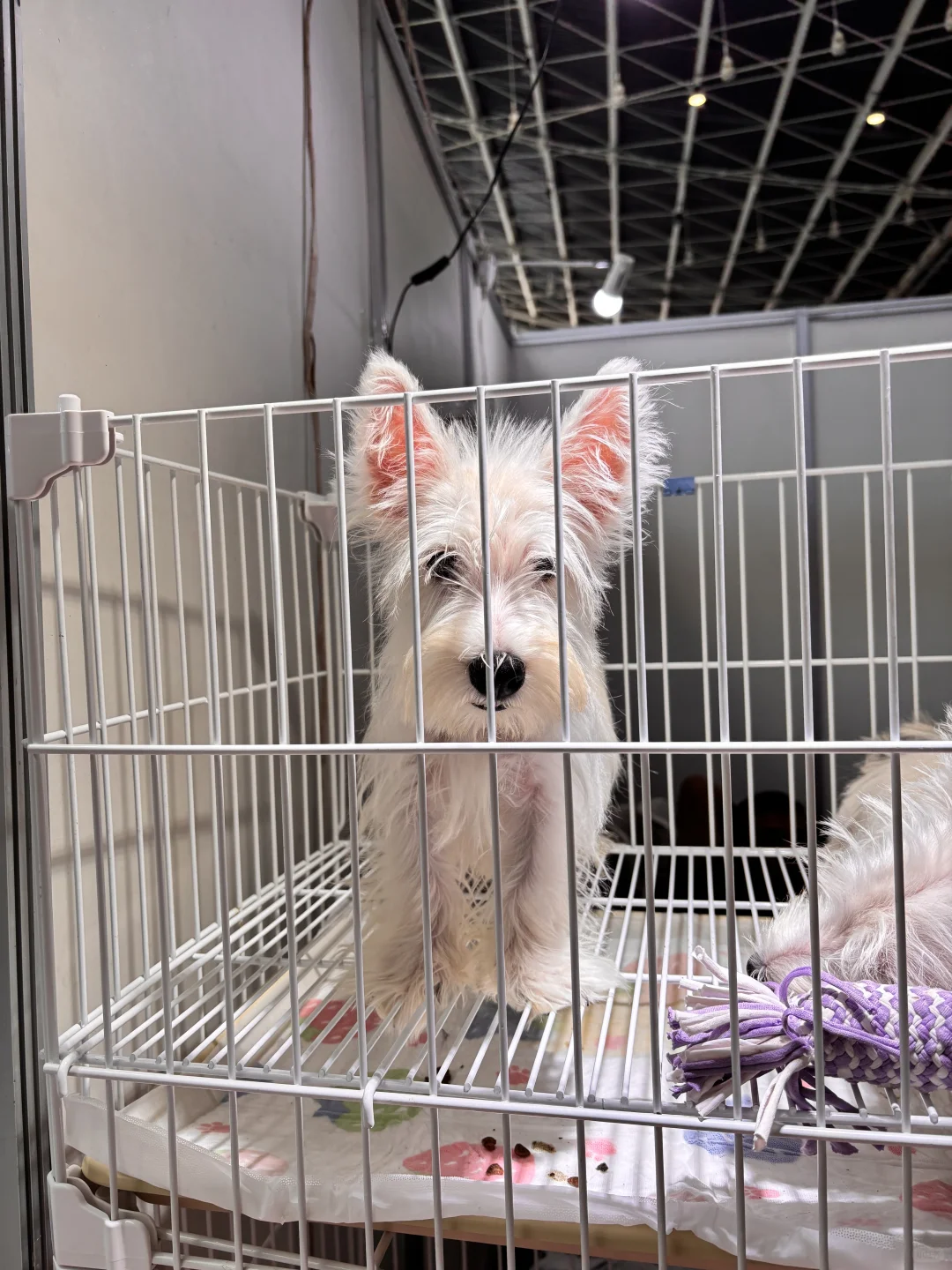 来正定会展中心薅到了宠物零食滴羊毛哈哈